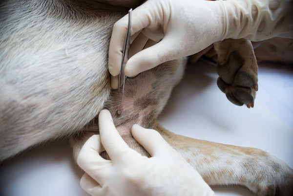 The Right way to remove a tick from your Pet and some methods to avoid.