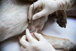 The Right way to remove a tick from your Pet and some methods to avoid.