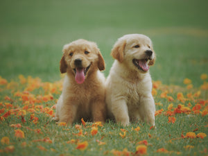 doggies