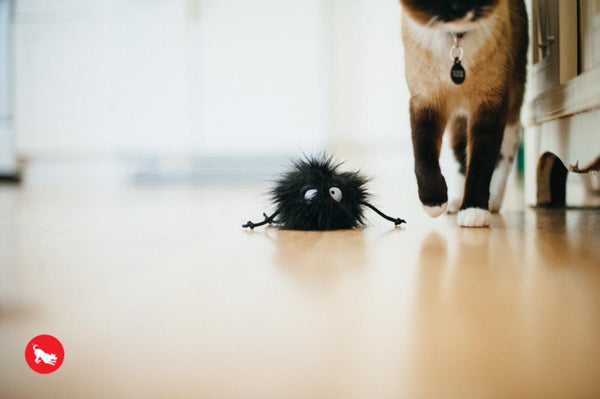 Feline Frenzy Plush Toy Collection for Cats 