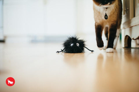 Feline Frenzy Plush Toy Collection for Cats 