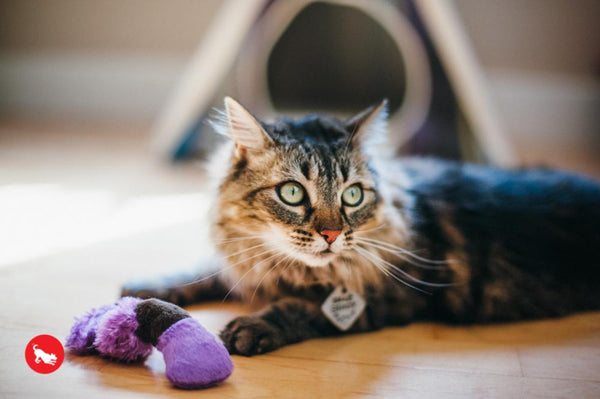 Feline Frenzy Plush Toy Collection for Cats -worm