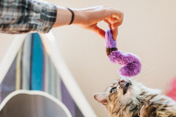 Feline Frenzy Plush Toy Collection for Cats worm